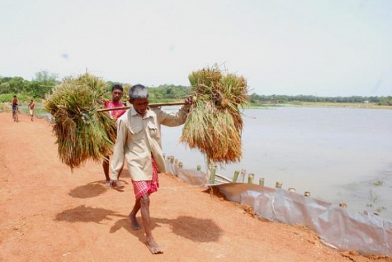 Tripura: Farmers face heavy losses due to seasonal rainfall Tripura: Farmers face heavy losses due to seasonal rainfall